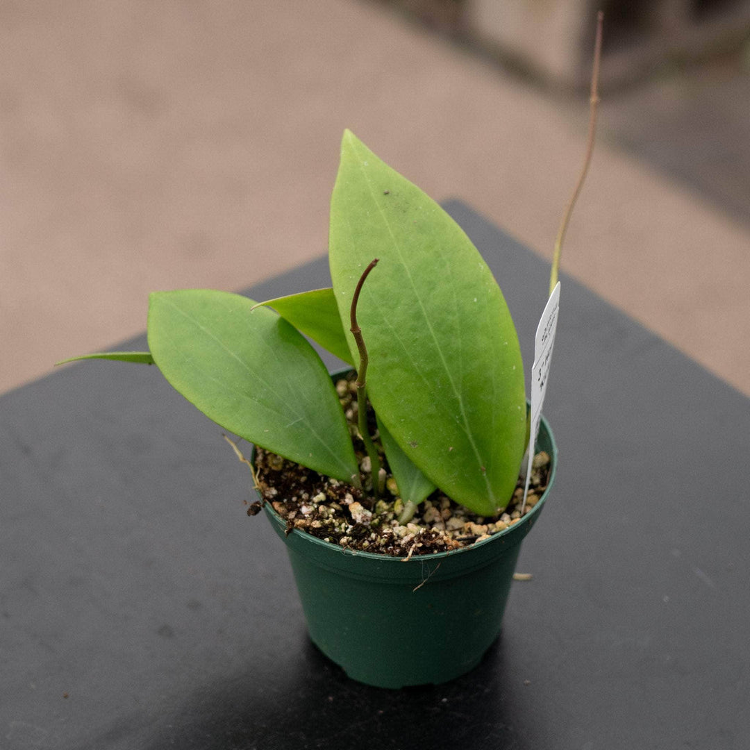 Gabriella Plants Hoya 3" Hoya 'Kicki'