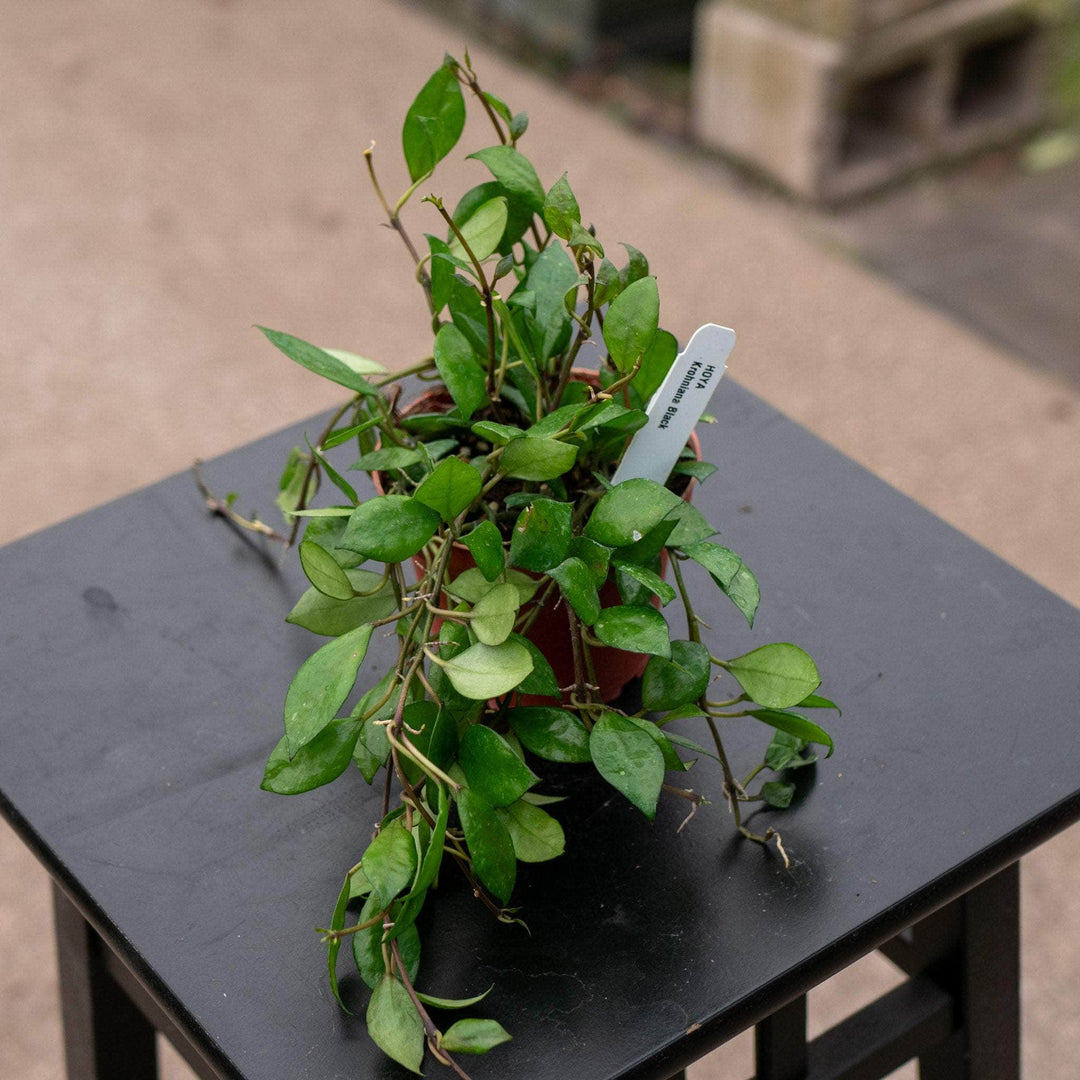 Gabriella Plants Hoya 4" Hoya krohniana 'Black'