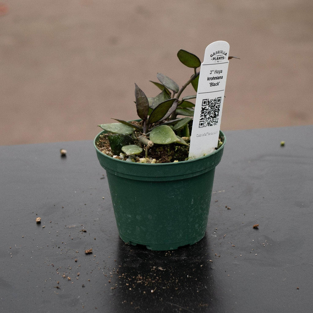 Gabriella Plants Hoya Hoya krohniana 'Black'