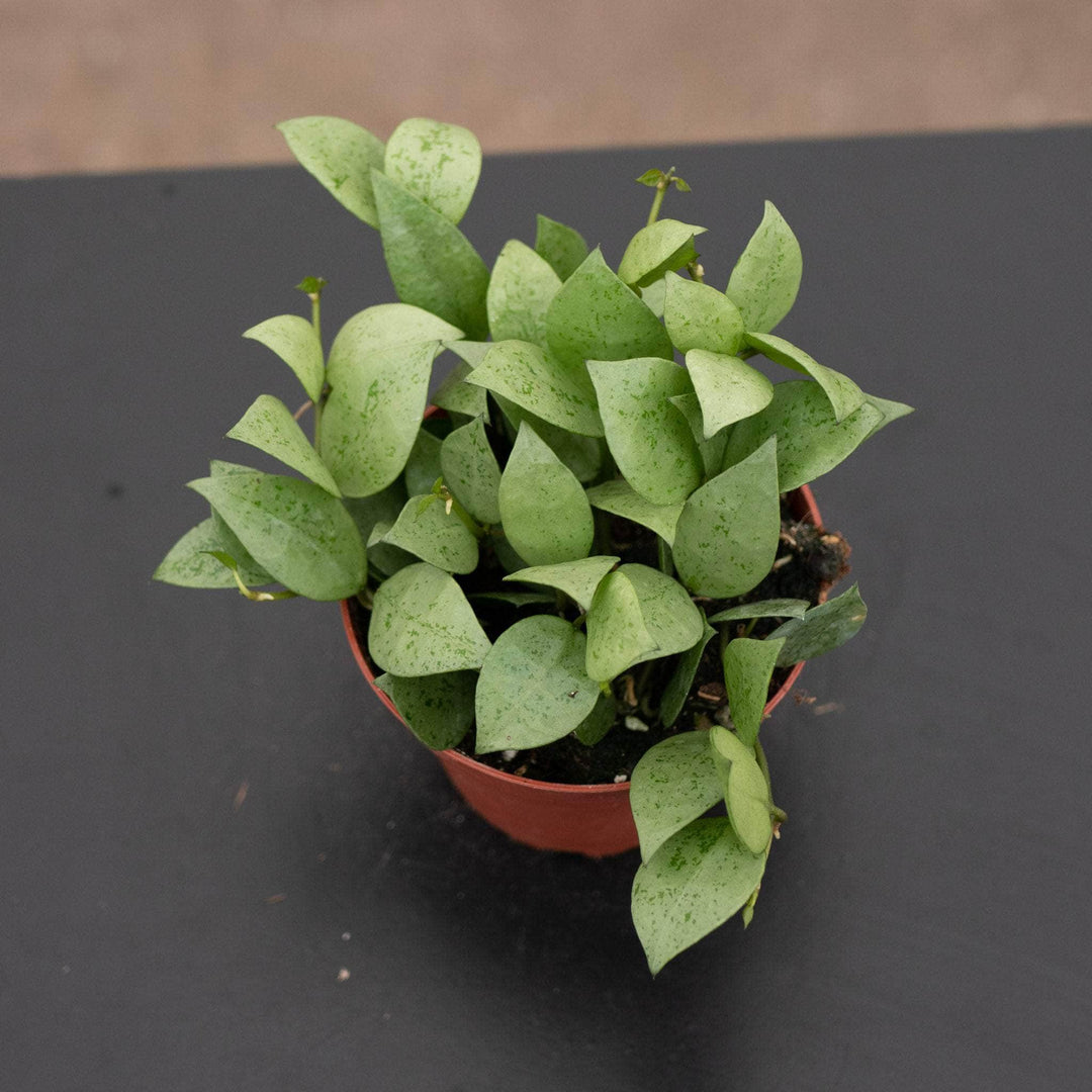 Gabriella Plants Hoya 4" Hoya krohniana 'Super Silver'