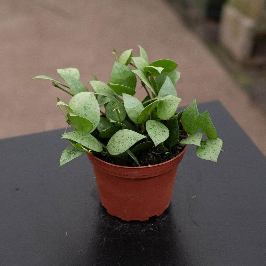 Gabriella Plants Hoya 4" Hoya krohniana 'Super Silver'