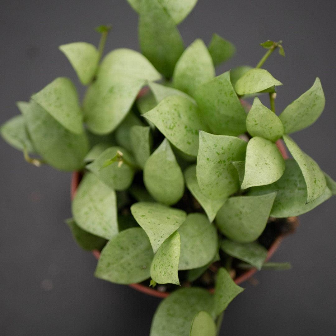 Gabriella Plants Hoya 4" Hoya krohniana 'Super Silver'