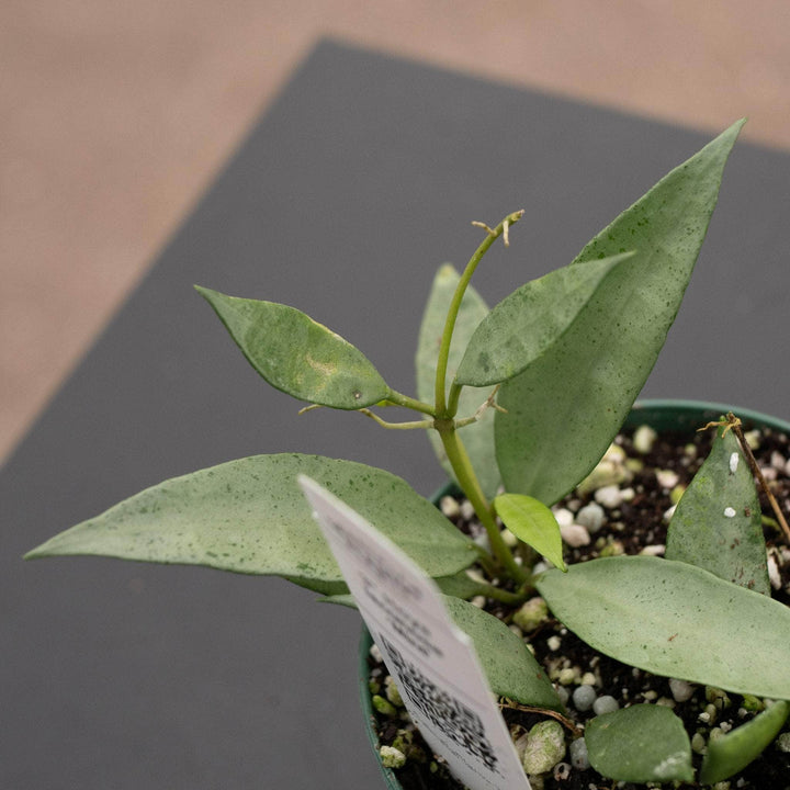 Gabriella Plants Hoya Hoya lacunosa 'Mint'