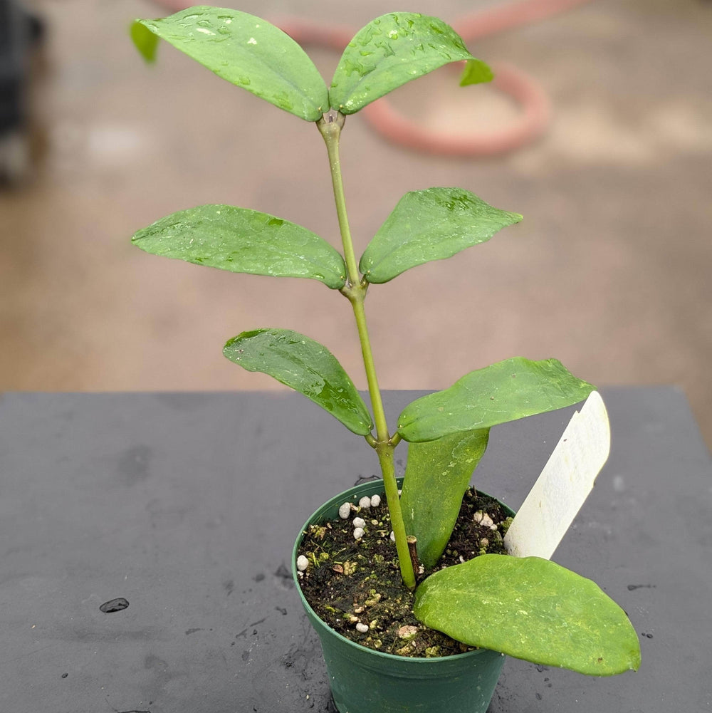 Gabriella Plants Hoya 3" Hoya lobbii