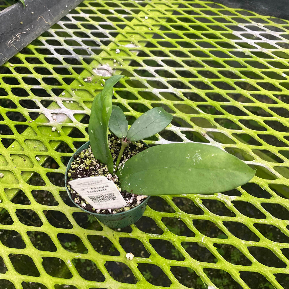 Gabriella Plants Hoya 3" Hoya lobbii