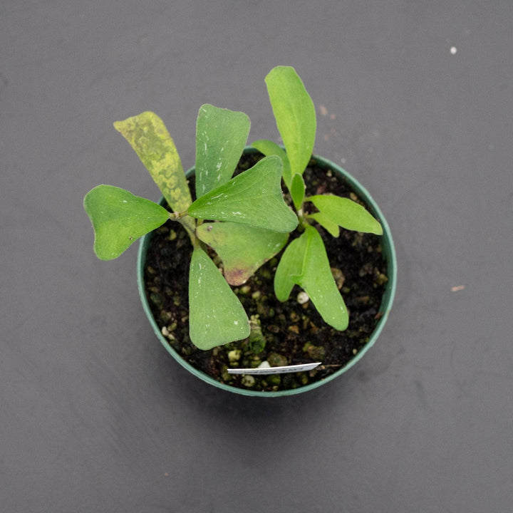 Gabriella Plants 3" Hoya manipurensis