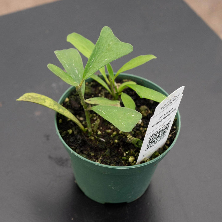 Gabriella Plants 3" Hoya manipurensis