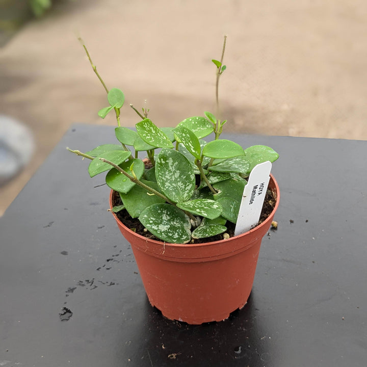 Gabriella Plants Hoya 4" Hoya 'Mathilde’ ‘Splash’