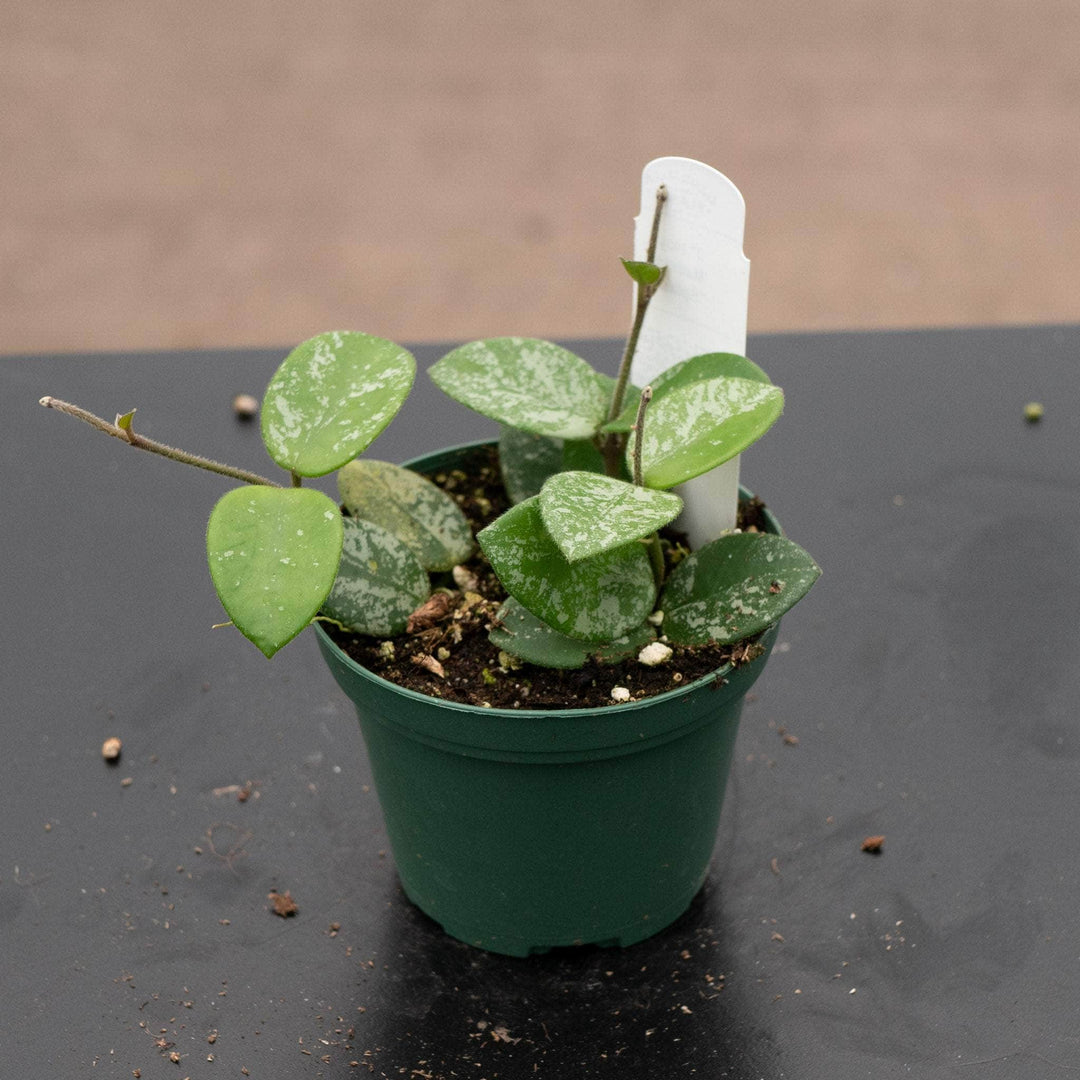 Gabriella Plants Hoya Hoya 'Mathilde’ ‘Splash’