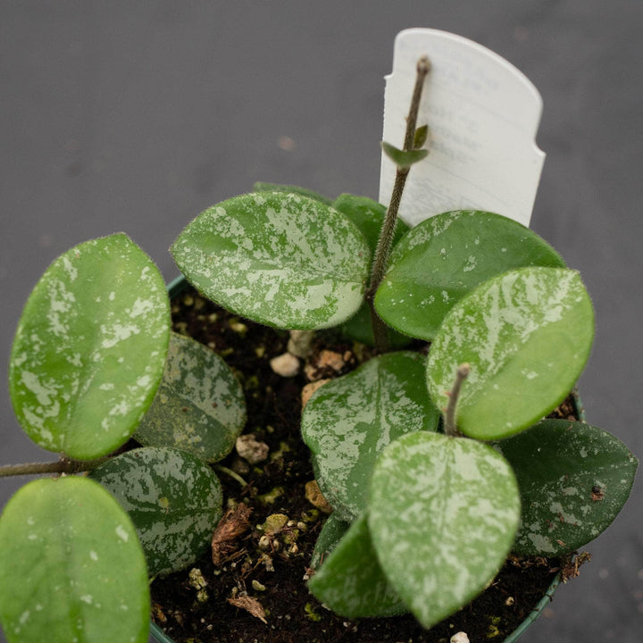 Gabriella Plants Hoya Hoya 'Mathilde’ ‘Splash’