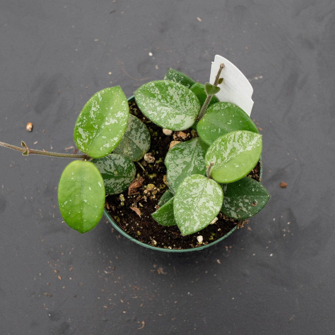 Gabriella Plants Hoya Hoya 'Mathilde’ ‘Splash’