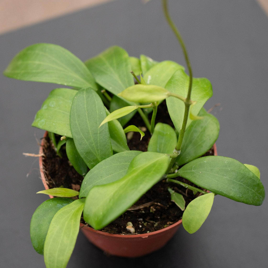 Gabriella Plants Hoya 4" Hoya merrillii