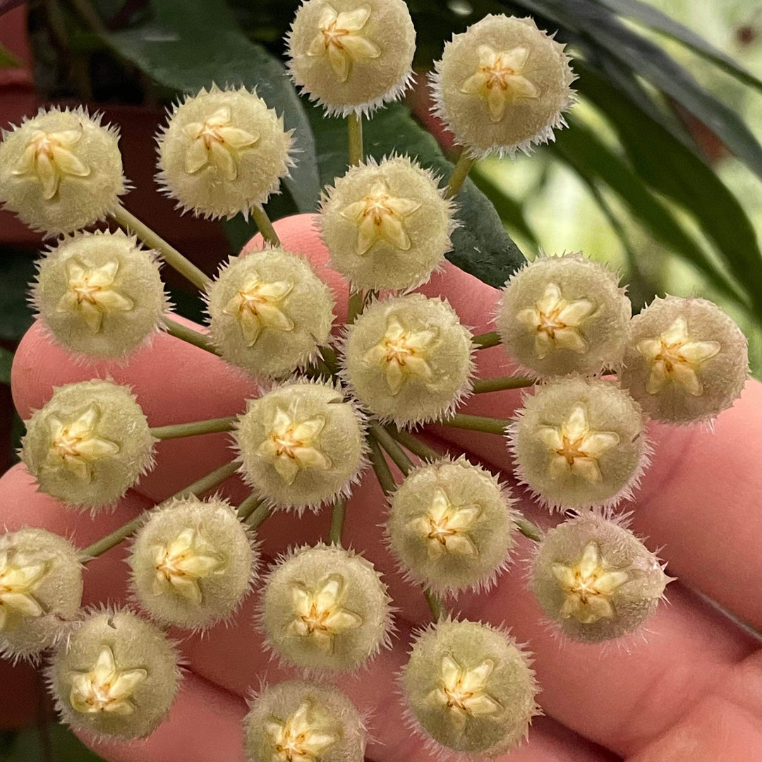 Gabriella Plants Hoya 3" Hoya mirabilis