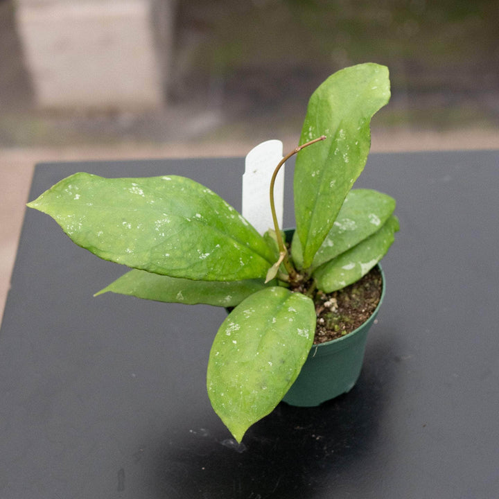 Gabriella Plants Hoya 3" Hoya mitrata