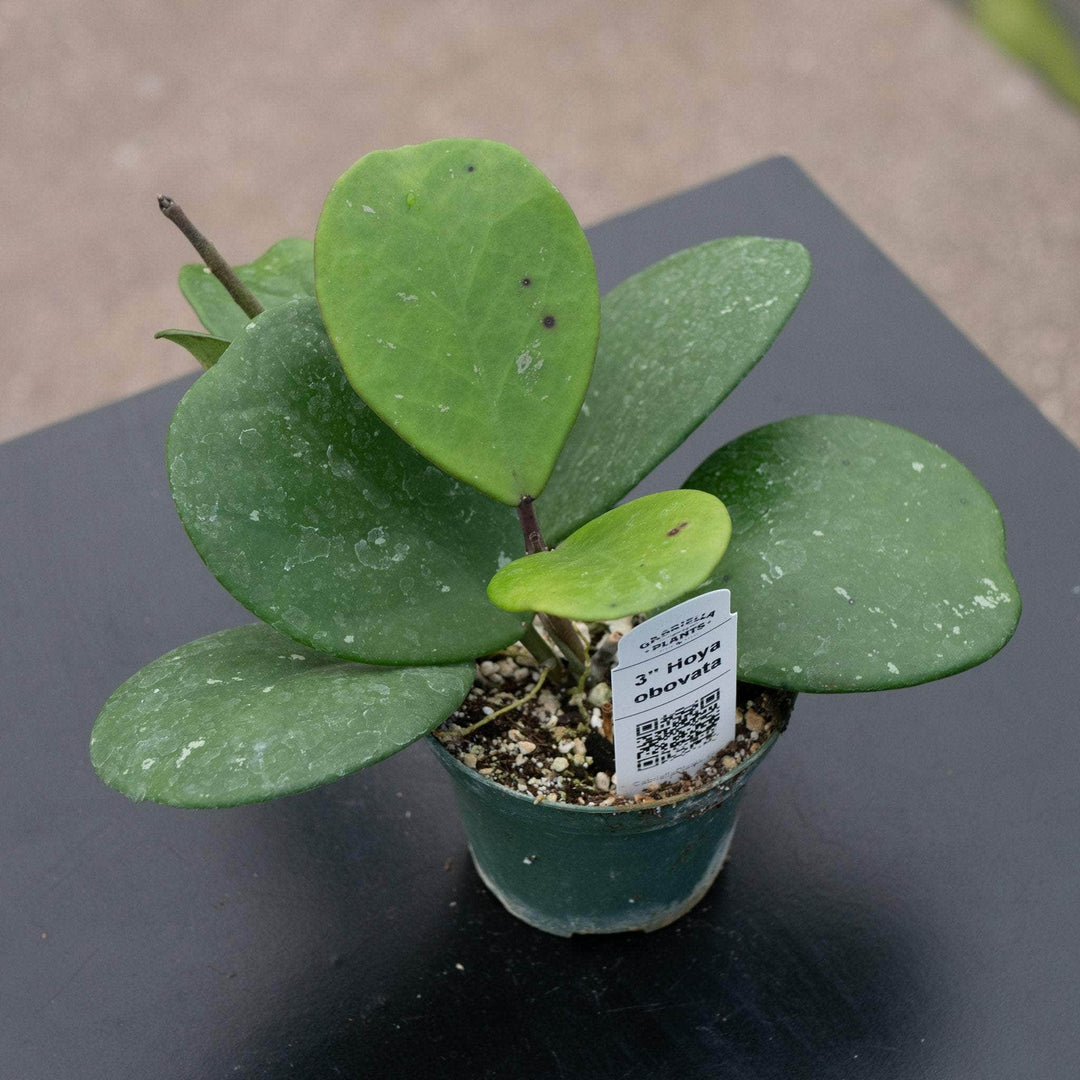 Gabriella Plants Hoya 3" Hoya obovata