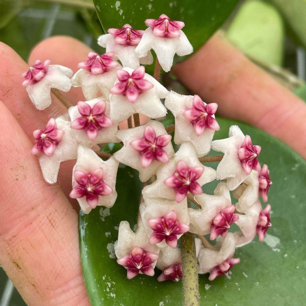 Gabriella Plants Hoya Hoya obovata