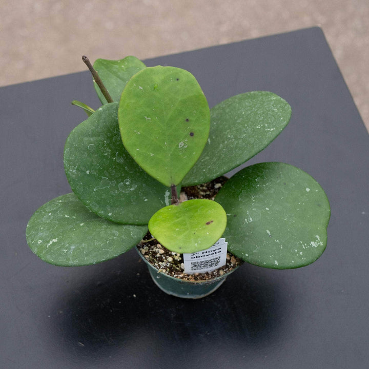 Gabriella Plants Hoya Hoya obovata