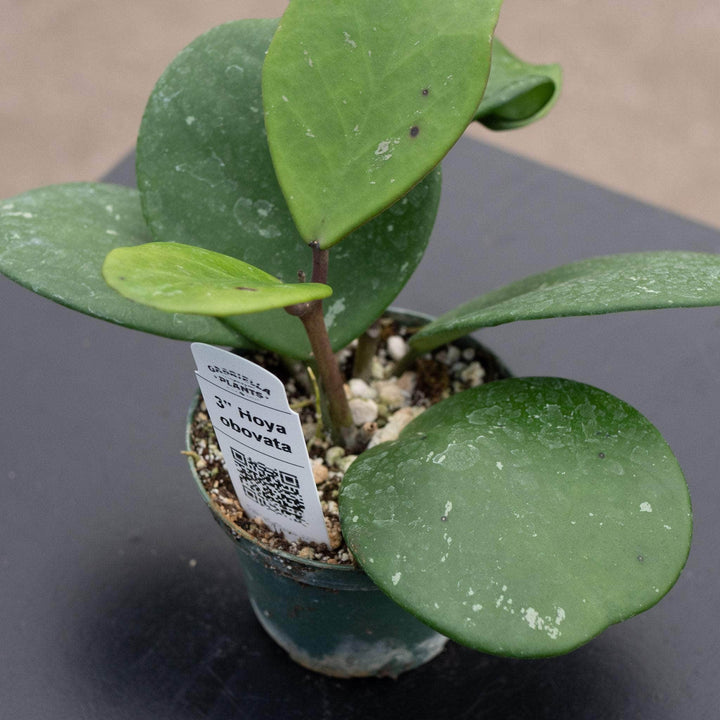 Gabriella Plants Hoya Hoya obovata