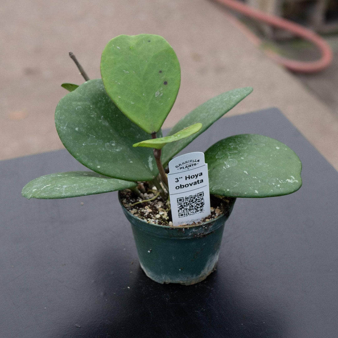 Gabriella Plants Hoya Hoya obovata