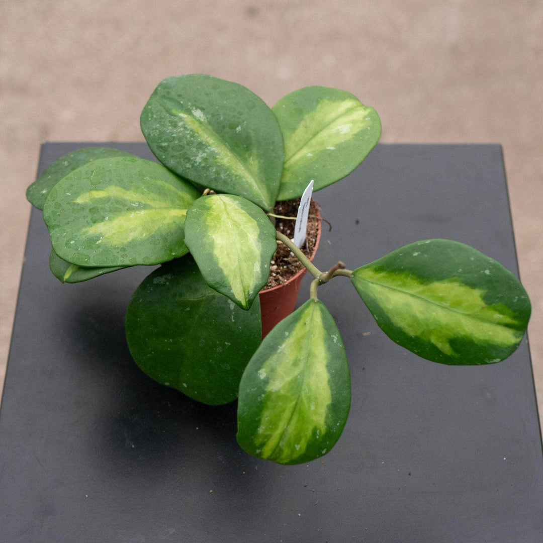 Gabriella Plants Hoya 4" Hoya obovata 'Variegata'