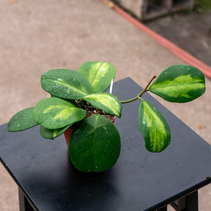 Gabriella Plants Hoya Hoya obovata 'Variegata'