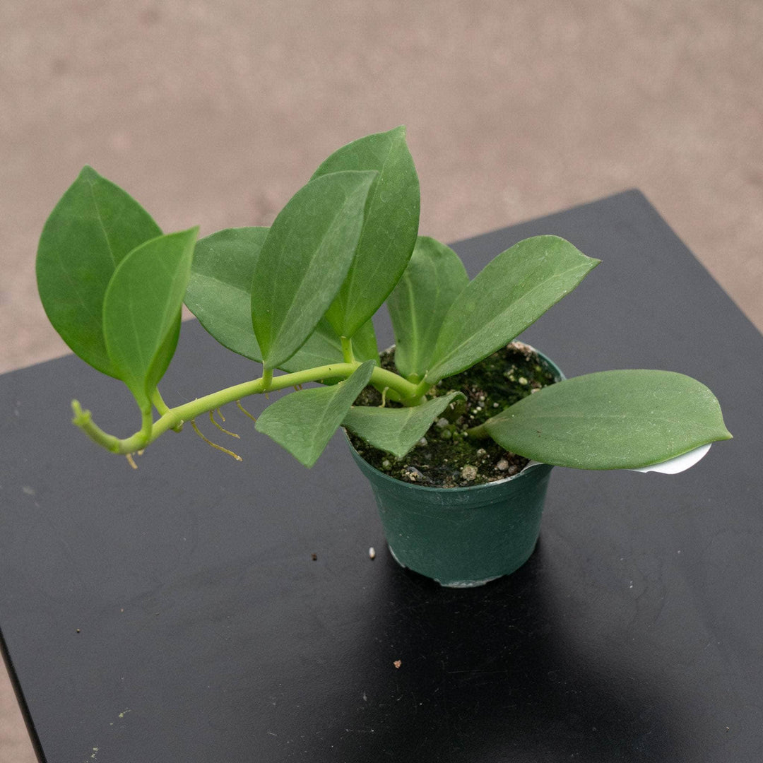 Gabriella Plants Hoya Hoya pachyclada