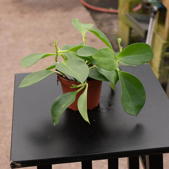 Gabriella Plants Hoya Hoya pachyclada