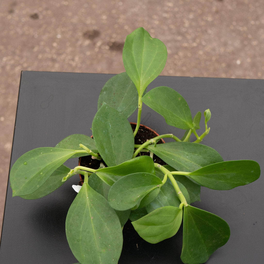 Gabriella Plants Hoya Hoya pachyclada