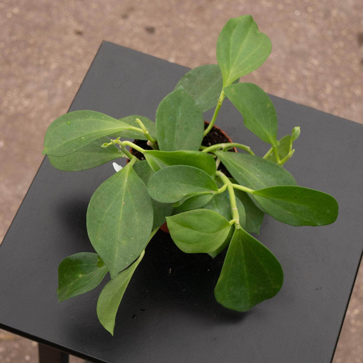 Gabriella Plants Hoya Hoya pachyclada