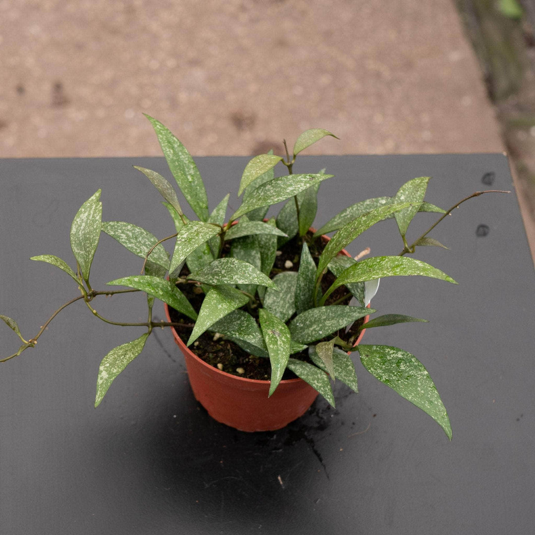 Gabriella Plants Hoya 4" Hoya parviflora 'Splash'