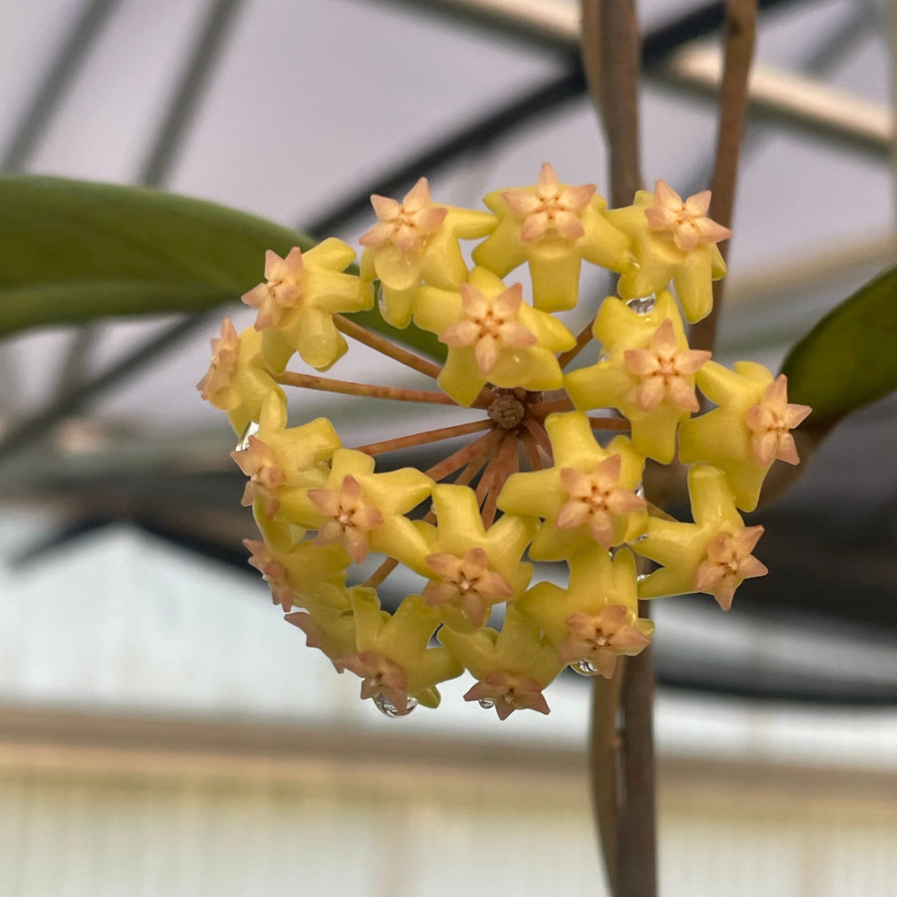 Gabriella Plants Hoya 3" Hoya 'Perfection'