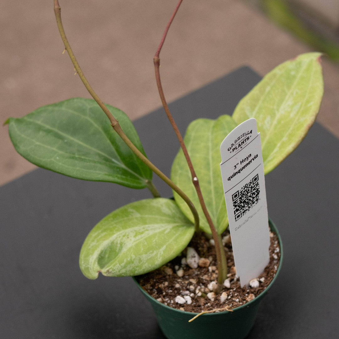 Gabriella Plants Hoya Hoya quinquenervia