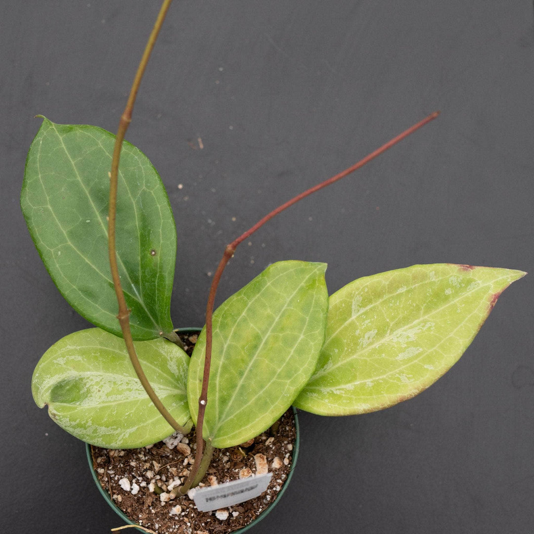 Gabriella Plants Hoya Hoya quinquenervia