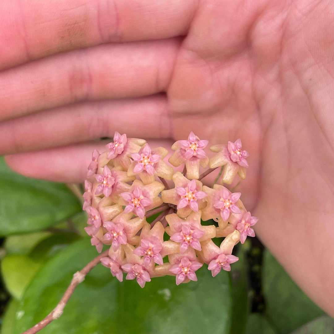 Gabriella Plants Hoya 3" Hoya 'Ricardo'