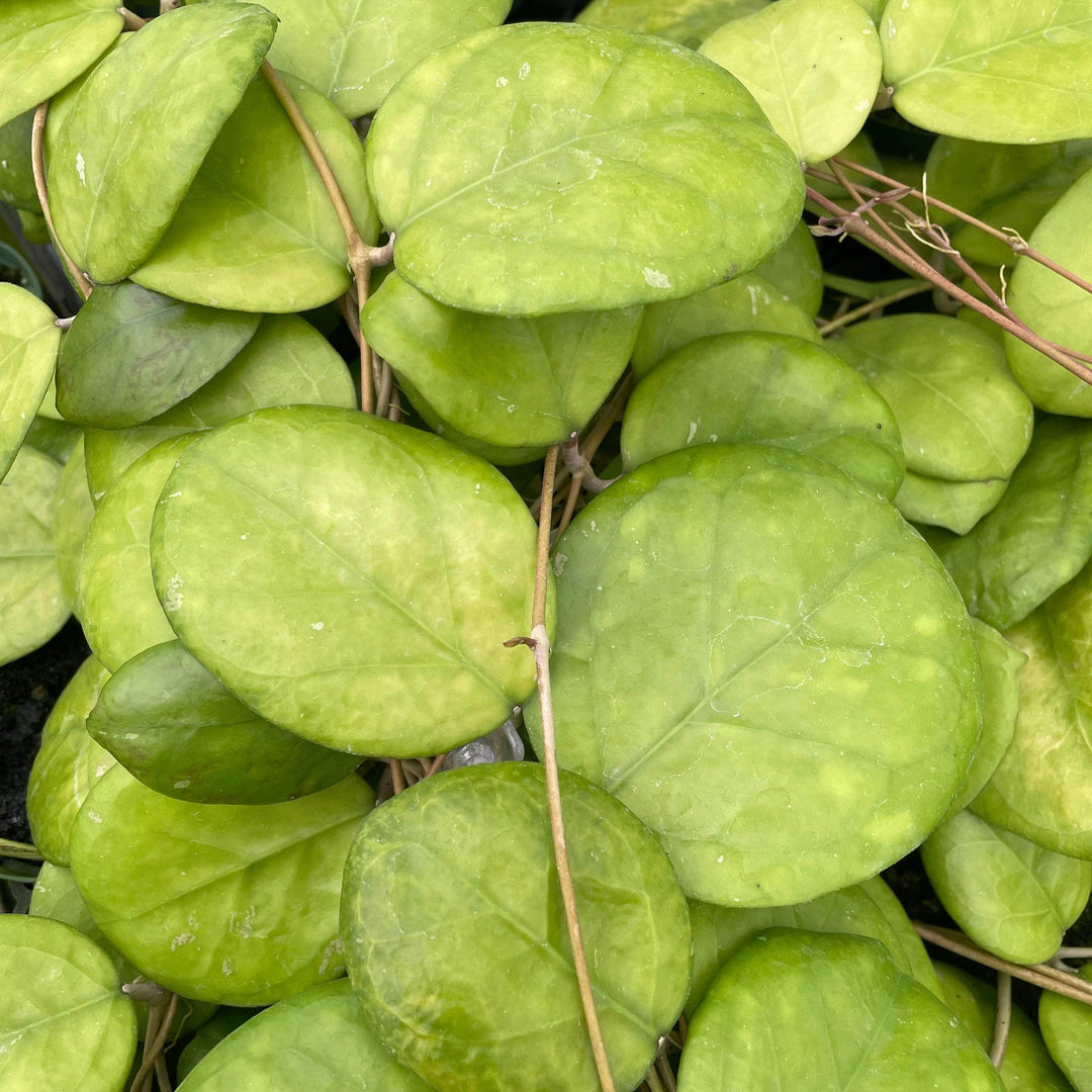 Gabriella Plants Hoya 3" Hoya 'Ricardo'