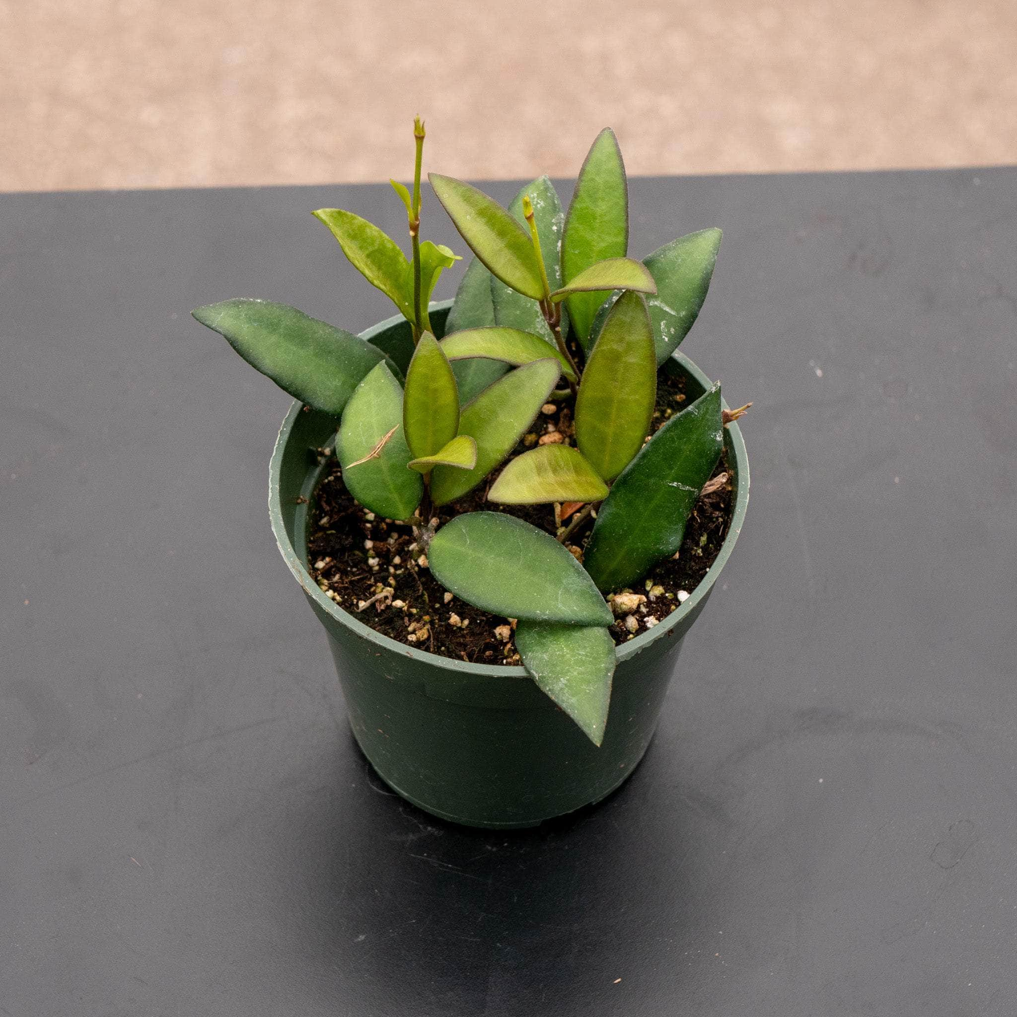 Hoya Rosita(exact 2024 plant)