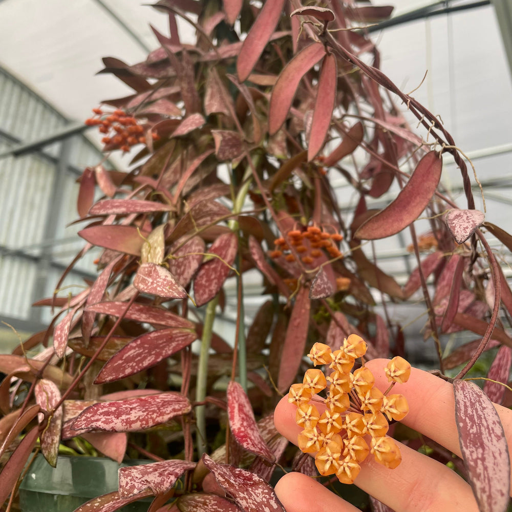 Gabriella Plants Hoya 3” Hoya sigillatis