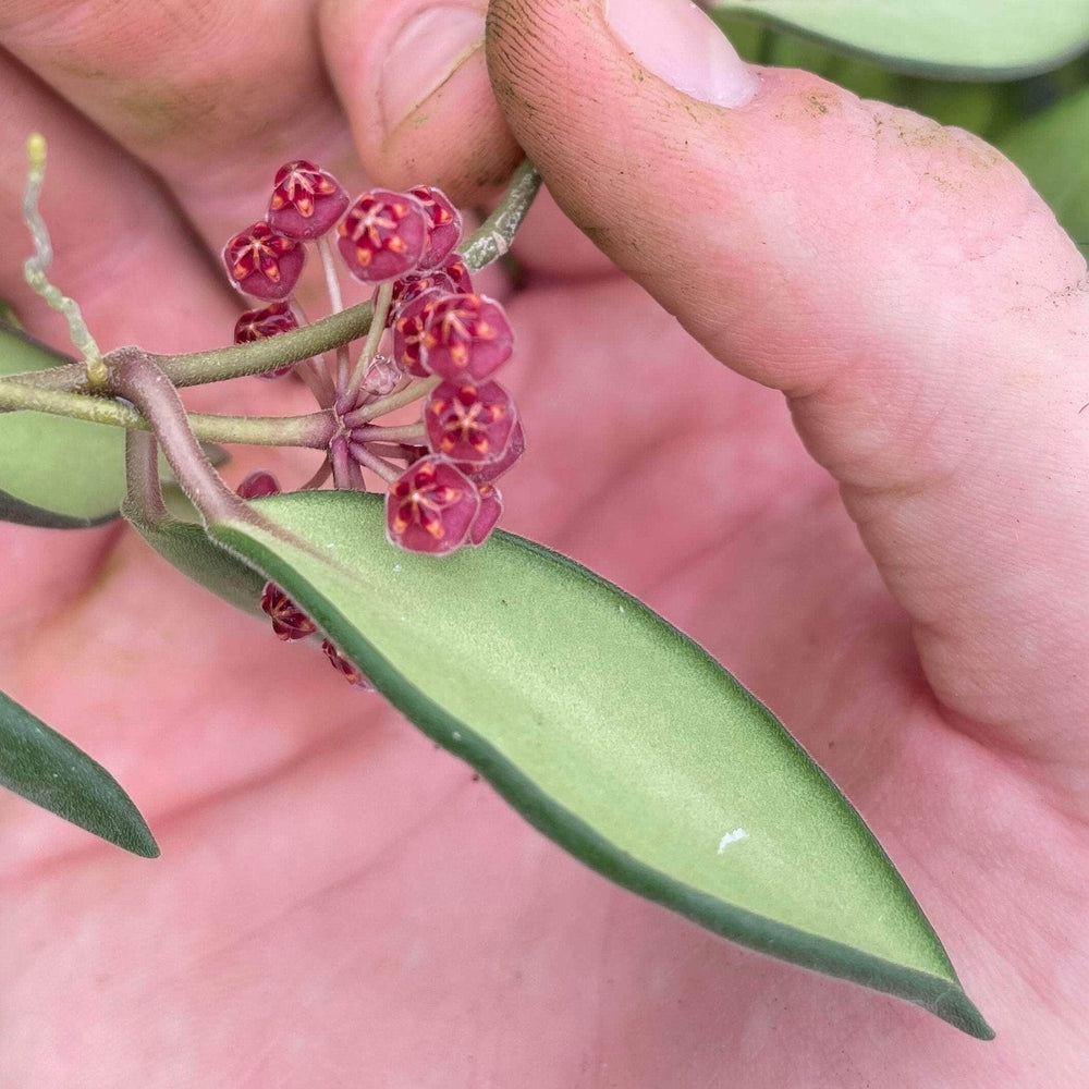 Gabriella Plants Hoya 3" Hoya sp. aff. burtoniae