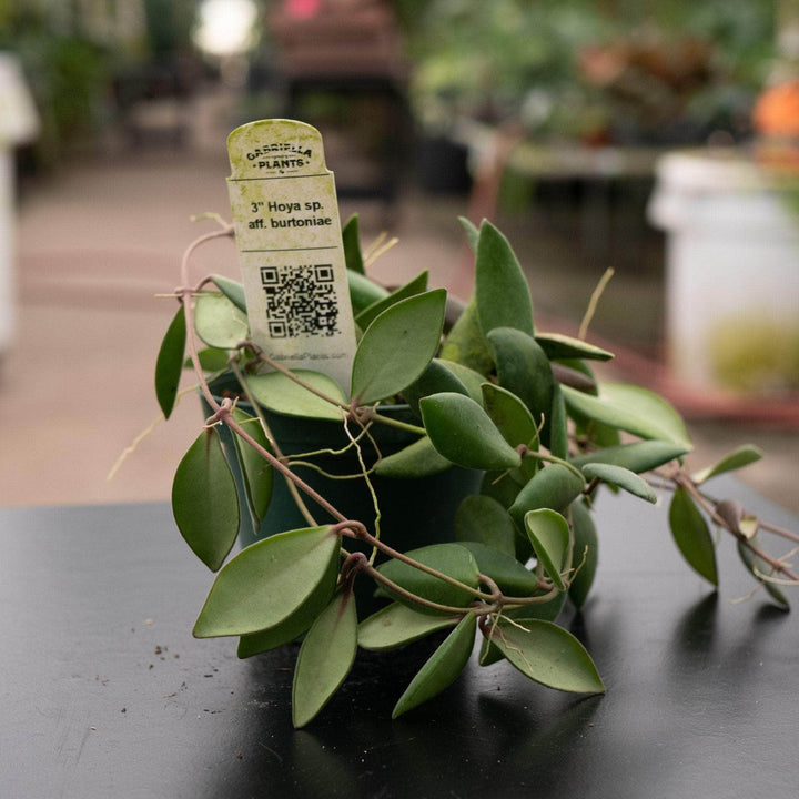 Gabriella Plants Hoya 3" Hoya sp. aff. burtoniae