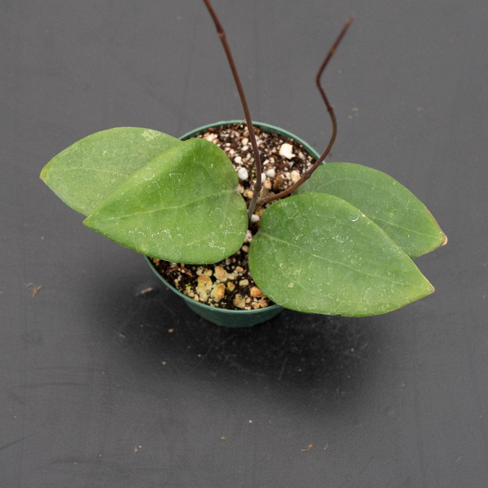 Gabriella Plants Hoya 3" Hoya sp. 'Hat Som Paen'