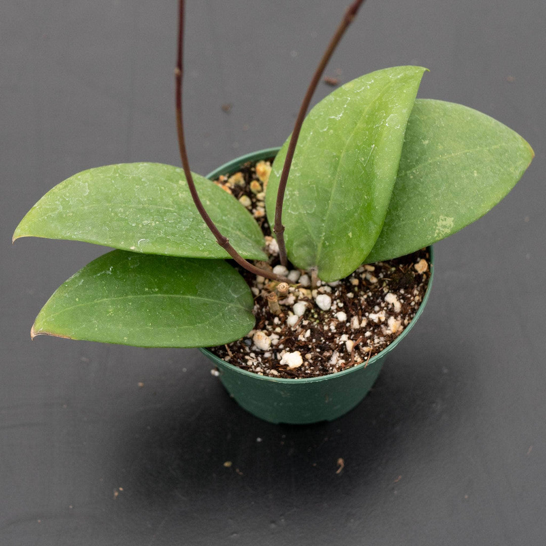 Gabriella Plants Hoya 3" Hoya sp. 'Hat Som Paen'