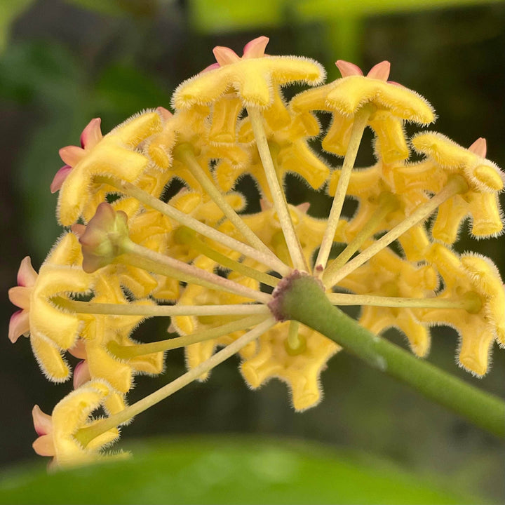 Gabriella Plants Hoya 4" Hoya 'Sunshine'