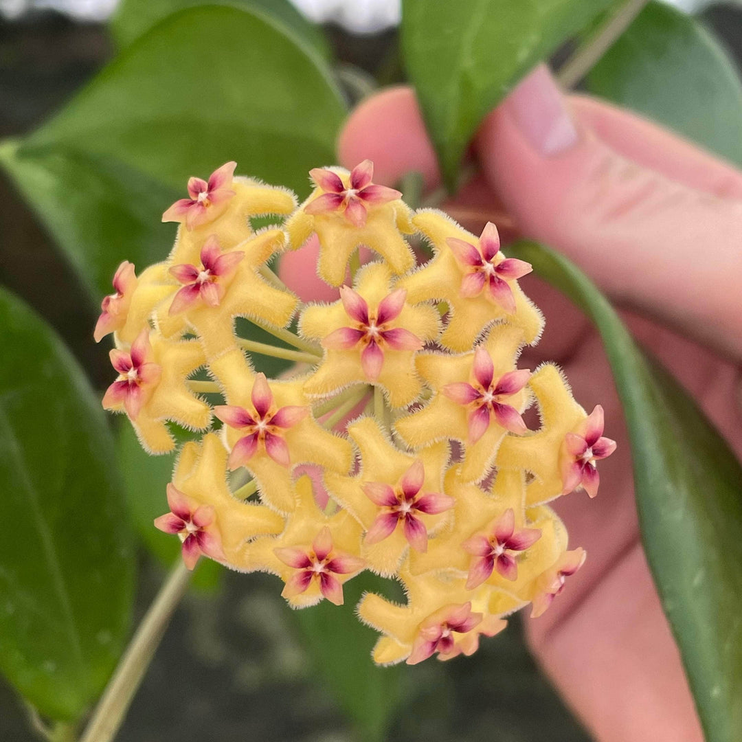 Gabriella Plants Hoya 4" Hoya 'Sunshine'