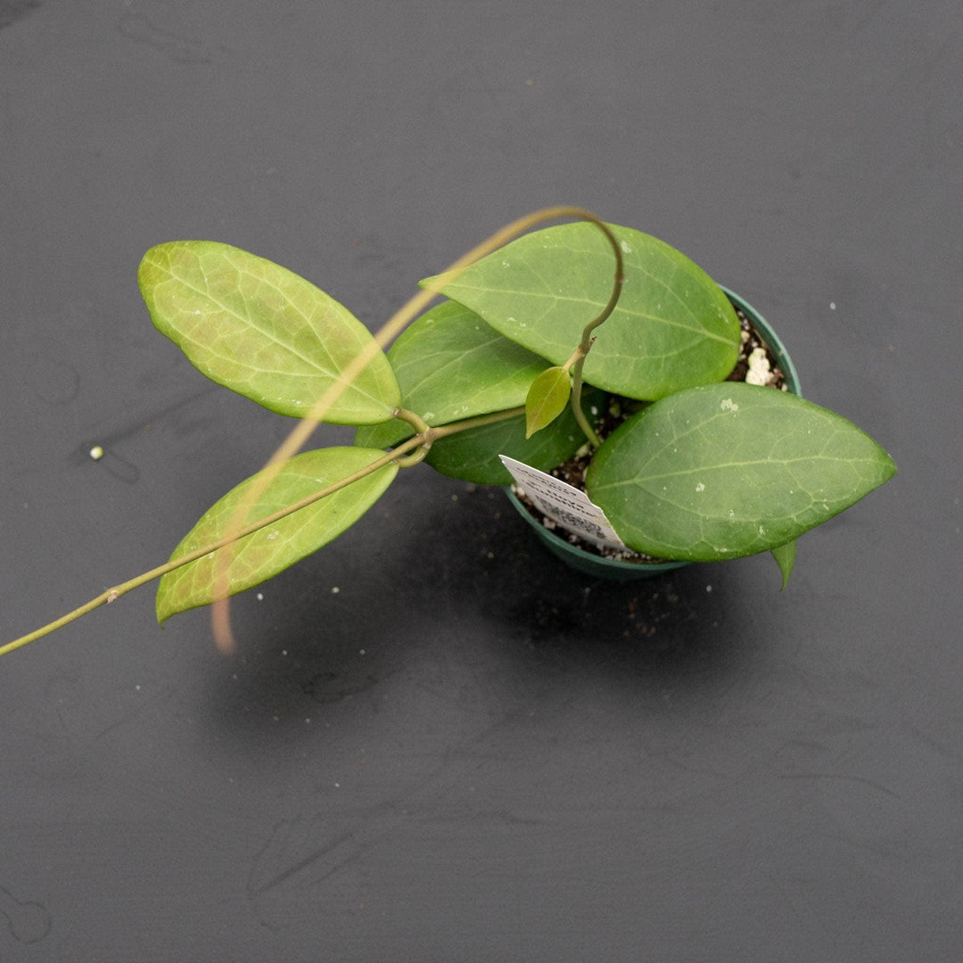 Gabriella Plants Hoya Hoya 'Sunshine'