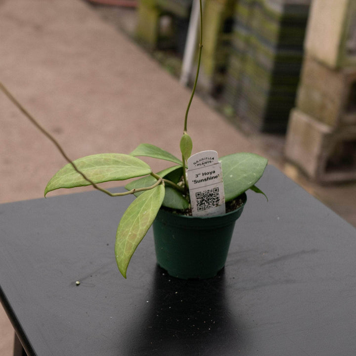 Gabriella Plants Hoya Hoya 'Sunshine'