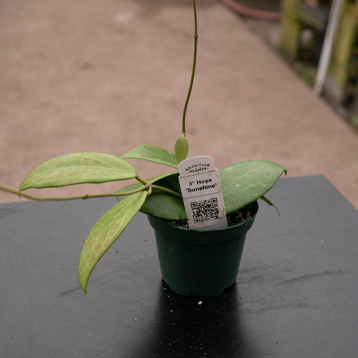 Gabriella Plants Hoya Hoya 'Sunshine'