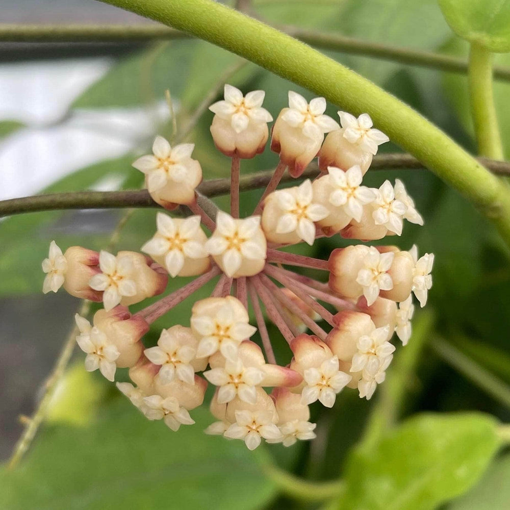 Gabriella Plants Hoya 3" Hoya UT-073