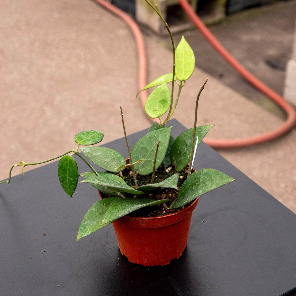 Gabriella Plants Hoya 4" Hoya verticillata 'Black Margin'