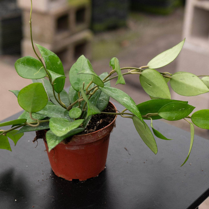 Gabriella Plants Hoya 4" Hoya verticillata 'Black Margin'