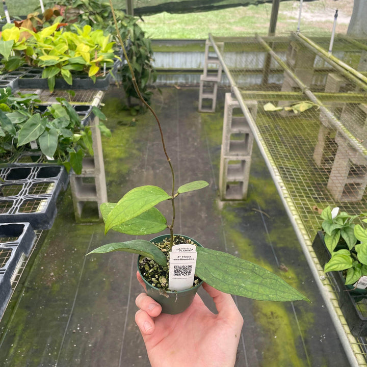 Gabriella Plants Hoya 3" Hoya vitellinoides